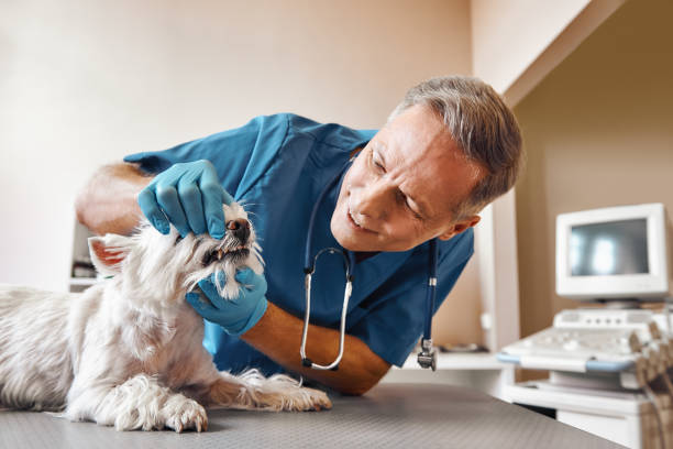 Best Dental Abscess Treatment in Wills Point, TX